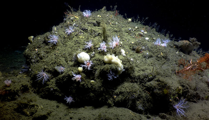 The impact of seeps on the ocean is an emerging area of research, in part driven by their newly quantified abundance in the oceans.  In this image from Oregon’s deep sea, one can see a surprising amount of sea cucumbers filter feeding in addition to sponges and corals that are making use of the hard rocks created by seepage.