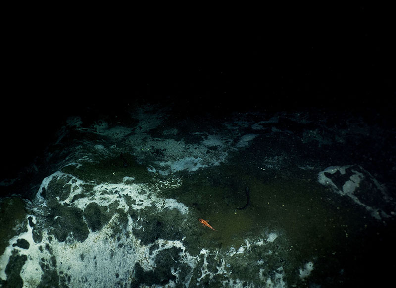 Areas like this microbial community on the seafloor are epicenters of microbial interaction, and based on what we learned from exploring nature on land, may hold the potential for great discoveries. Neosporin antibiotic ointment is made up of the three antibiotics neomycin, polymyxin and bacitracin, all from soil bacteria; the original statin drug was discovered from a fungus; the cancer drug Taxol was originally isolated from the Pacific Yew tree; and the metastatic breast cancer drug Halaven is derived from a marine sponge. What help can methane seeps provide for diseases of today and tomorrow?
