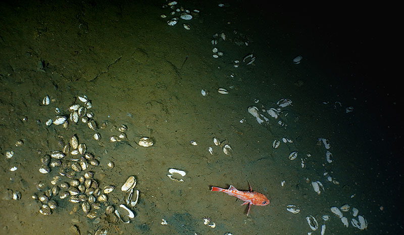 This aggregation of clams is fueled by the release of methane from the seafloor. It provides a great example of how widespread methane seeps are along the Washington Margin.