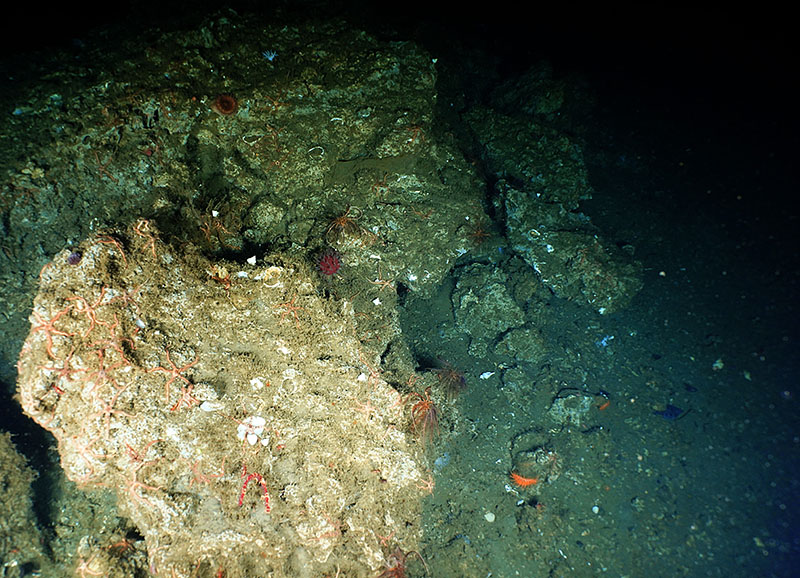 Images like this are not unique. Seeps often co-occur with an abundance of organisms both unique to seeps and found elsewhere.  Here is an example of many brittle stars, crinoids, squat lobsters, and anemones around an area of active seepage, on rocks created by the seep.
