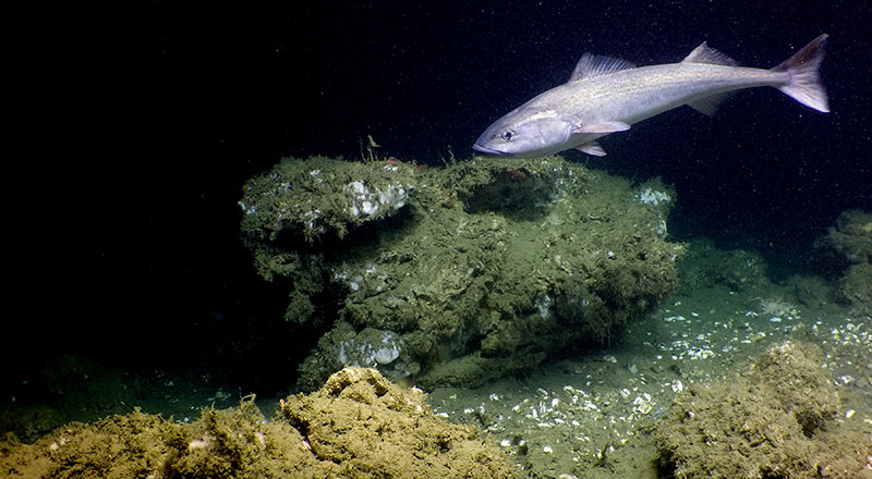 A black cod (also known as sablefish) swims above a seep clam bed off the Oregon coast.