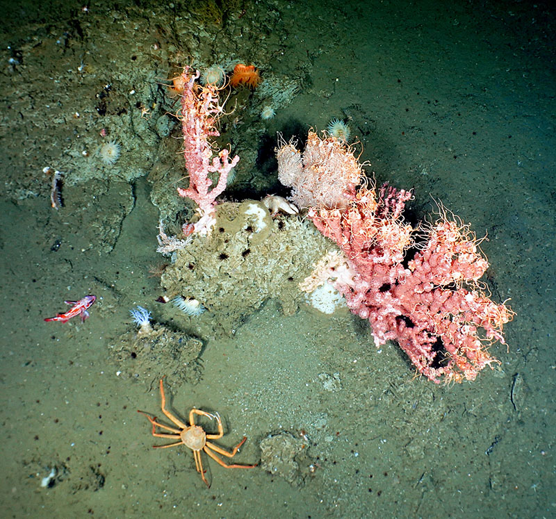 Tanner crabs, like this one next to a deep-sea coral, are one of two species sold as snow crabs and have been shown to occasionally get energy from methane seeps.