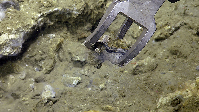 There are many habitats that together form seeps, from soft sediment to carbonate rocks. In this image, you can see a mat of bacteria growing on the underside of a ledge. Through analyzing the composition of this rock, we can better understand the potential future uses of seep ecosystems.