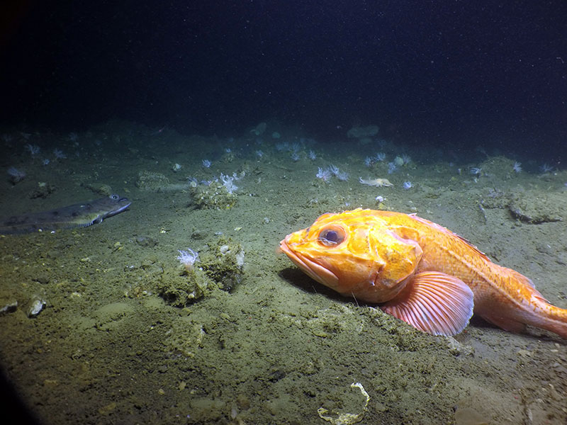 Thornyhead rockfish and flatfish are often found at seeps, both of which are actively fished both for local consumption and export. Thornyhead rockfish have been shown to be more abundant around seeps than away from them.