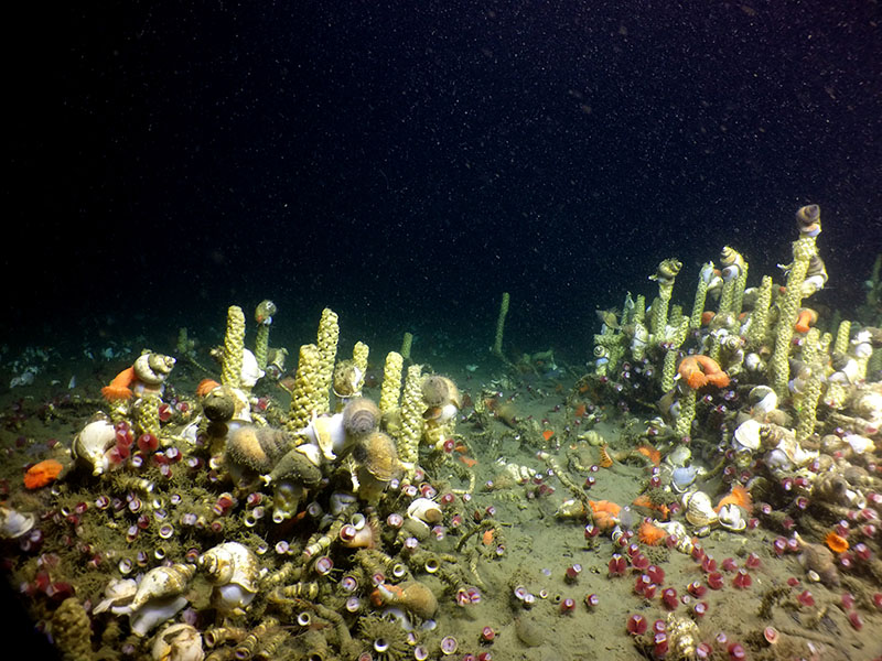 Seeps are home to many animals, increasing biodiversity in the deep by creating food from chemical energy and structure for deep-sea animals to lay their eggs on. For example, this image shows a mass of snails (gastropods called Neptunea) and their egg masses (the yellow towers) using clumps of tubeworms as a place to anchor them in the otherwise soft sediment of the deep.