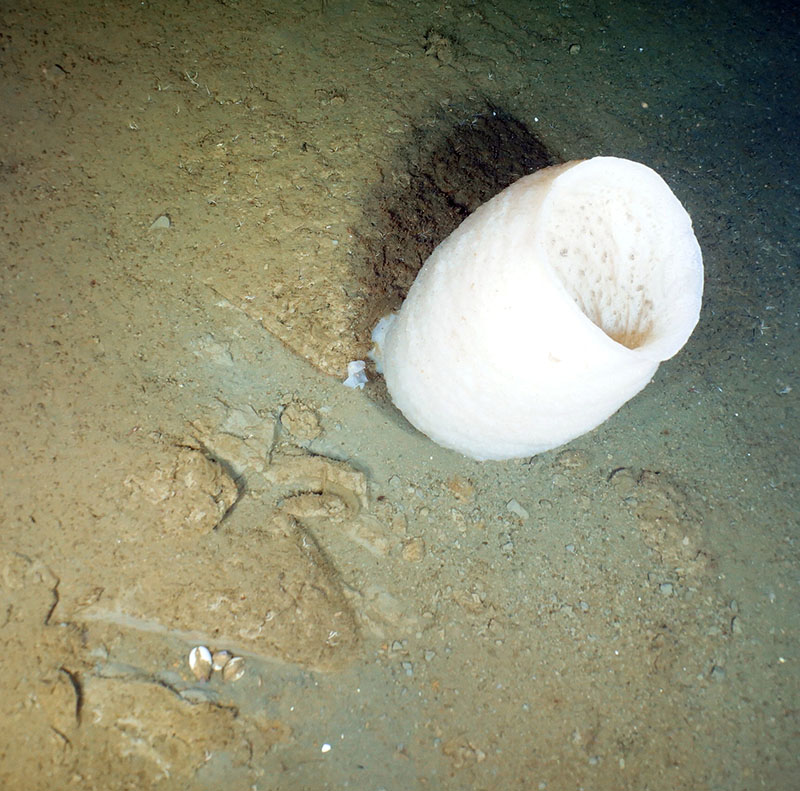 Sponges and sediment are both areas where there is the potential for exciting discovery of previously unknown compounds that may help society. Here is an image of a deep-sea glass sponge next to a small pocket of what appear to be seep clams. Further pointing to the widespread nature of seeps, this was just a pocket of three clams in an otherwise veritable forest of sponges and corals, with no other obvious signs of seepage nearby.