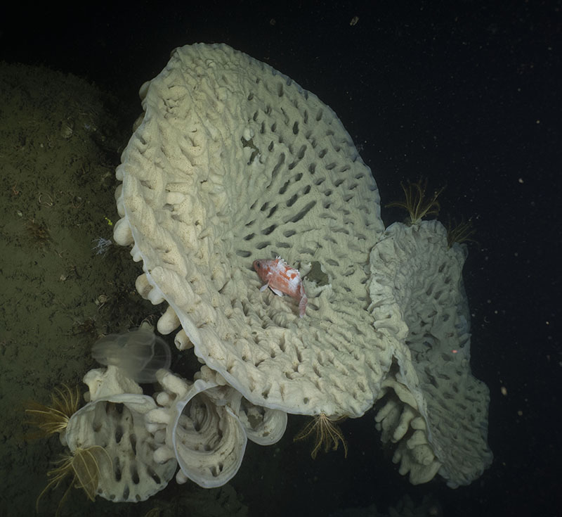 Seeps are just one of the many diverse habitats that together form the ocean ecosystem. However, they are not the only habitats that add to the diversity of the deep sea. Sponges, like this one hanging from a near-vertical side of a submarine canyon, also add to the diversity, beauty, and opportunities for discovery in the deep.