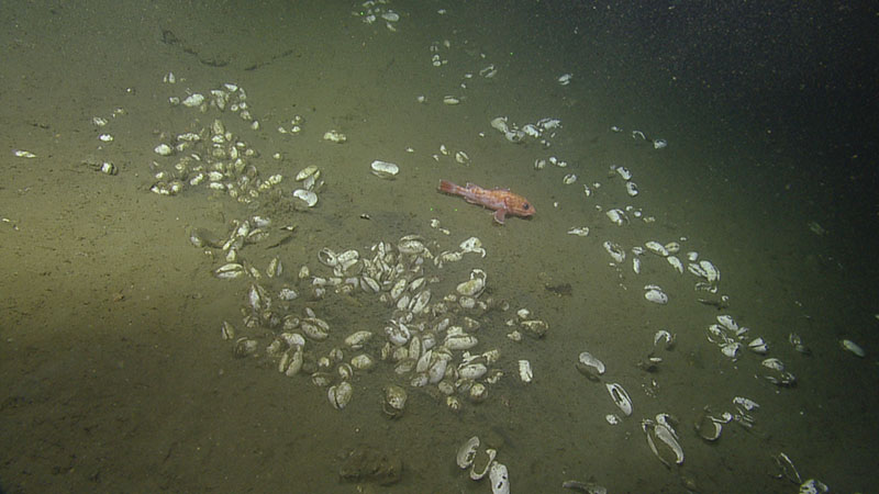 Chemosynthetic, vesicomyid clams and a colorful fish (likely Sebastolobus sp.) present at a methane seep in the Cascadia Margin of the Pacific Ocean explored during the Gradients of Blue Economic Seep Resources expedition.