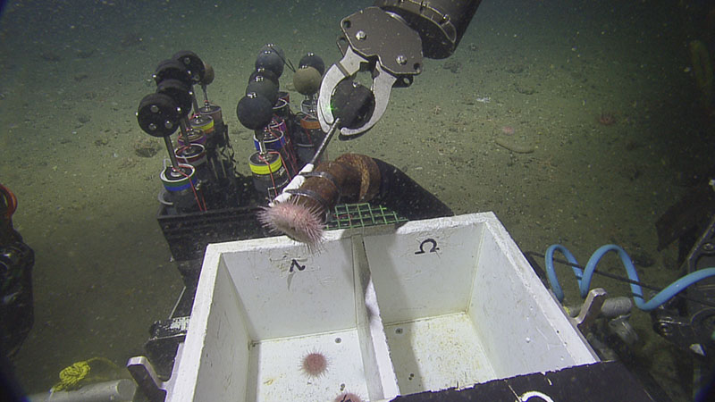 Researchers direct the manipulator arms of remotely operated vehicle Hercules to collect a suction sample of a sea urchin at one of the methane seep sites visited during the Gradients of Blue Economic Seep Resources expedition.