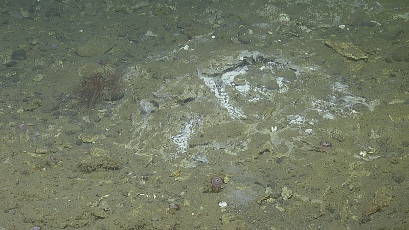 A microbial mat at a methane seep in the Cascadia Margin of the Pacific Ocean.