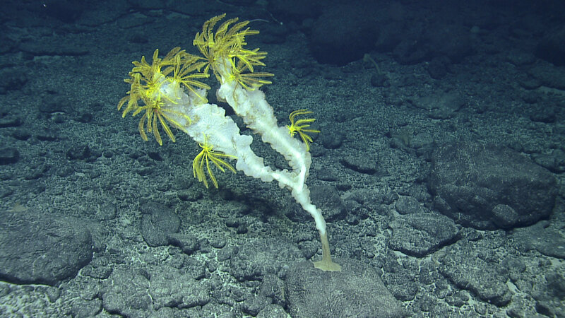 Crinoid feather stars attached to a sponge attached to an altered seafloor basalt, observed in 2018 on a seamount of the Naifeh chain within the Papahānaumokuākea Marine National Monument (PMNM) on Expedition NA101 of Exploration Vessel Nautilus. The Microbial Ecosystem Services at Seamounts project will characterize the mineral crust and microbial resources of seamount rocks of other unexplored seamounts of the PMNM.