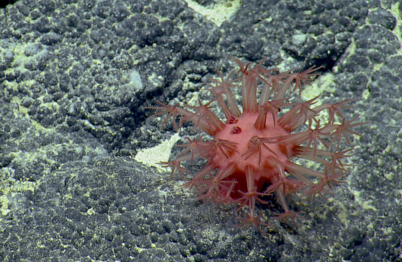 A type of mushroom coral on altered basalts observed in 2018 on a seamount of the Naifeh chain within the Papahānaumokuākea Marine National Monument (PMNM) on Expedition NA101 of Exploration Vessel Nautilus.