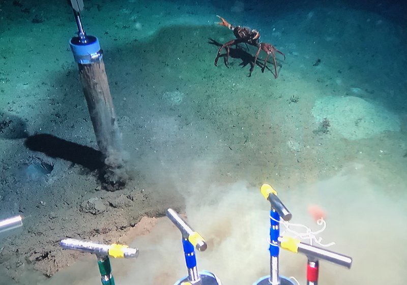 A crab stops by to inspect coring operations around shipwreck site #15470 in the northern Gulf of Mexico.