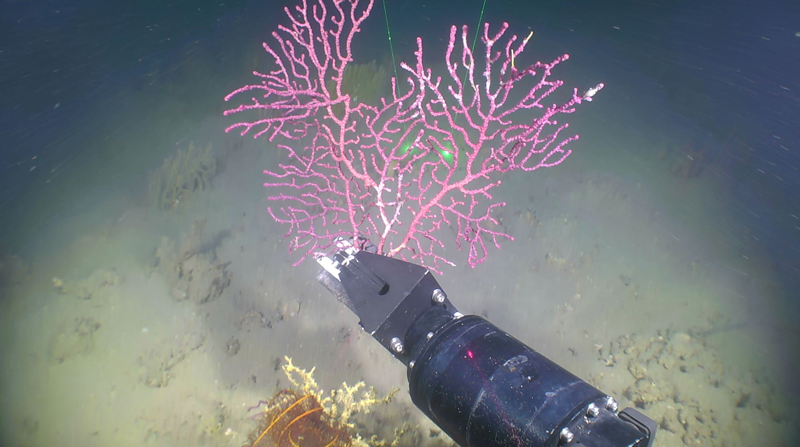Remotely operated vehicle Mohawk is used to target seafloor organisms that produce chemicals which may be useful for biomedical applications. This octocoral of the genus Muricea was collected at a depth of 120 meters (393 feet) near Bryant Bank during the Exploring the Blue Economy Biotechnology Potential of Deepwater Habitats expedition.