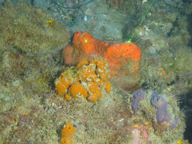 These beautiful sponges are ready for their closeup during the Exploring the Blue Economy Biotechnology Potential of Deepwater Habitats expedition. Finds like this get Esther Guzmán excited about the possible natural products they might contain.