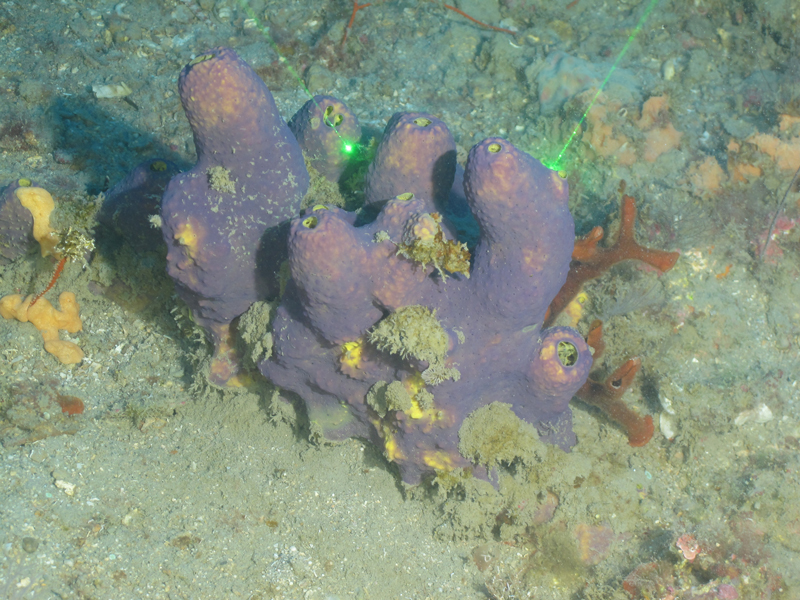 Previous research has found that the purple sponge Aiolochroia crassa produces natural products that are of interest for biomedical science. This specimen was sampled near 29 Fathom Bank during the Exploring the Blue Economy Biotechnology Potential of Deepwater Habitats expedition.