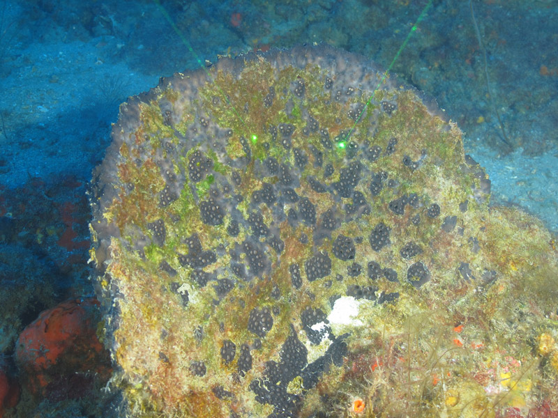 The porous, black Ircinia sp. plate sponge had a diameter of 50 centimeters (20 inches) and was seen at a depth of 50 meters (164 feet) during the Exploring the Blue Economy Biotechnology Potential of Deepwater Habitats expedition.