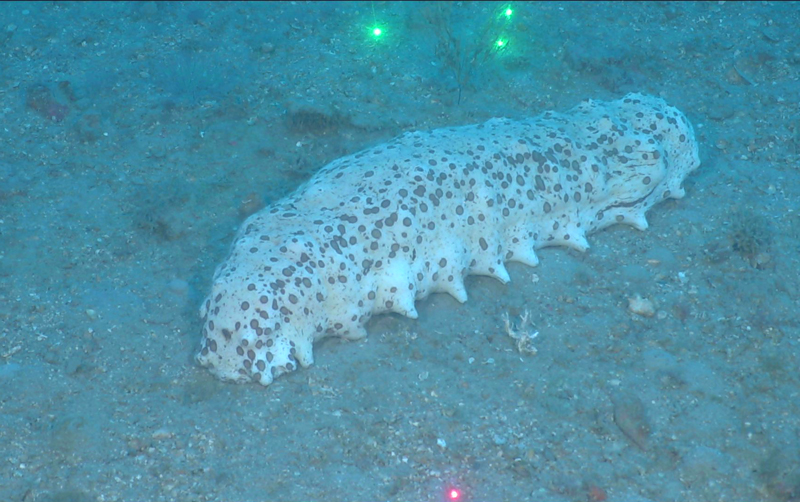 The “chocolate chip sea cucumber” Isostichopus badionotus was spotted multiple times at depths of 60 meters (197 feet) during the Blue Economy Biotechnology Potential of Deepwater Habitats expedition.