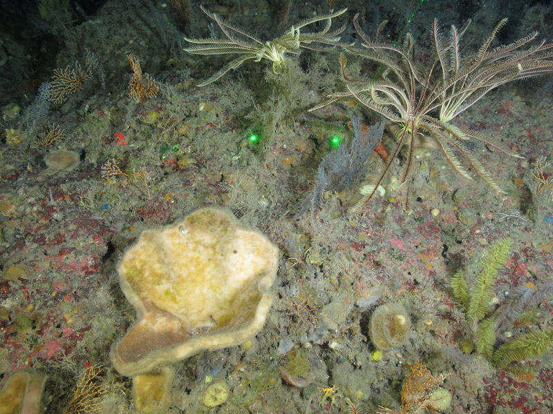This thick-walled sponge of the family Corallistidae had a diameter of roughly 15 centimeters (6 inches). The specimen was collected at a depth of 140 meters (459 feet) during the Exploring the Blue Economy Biotechnology Potential of Deepwater Habitats expedition.
