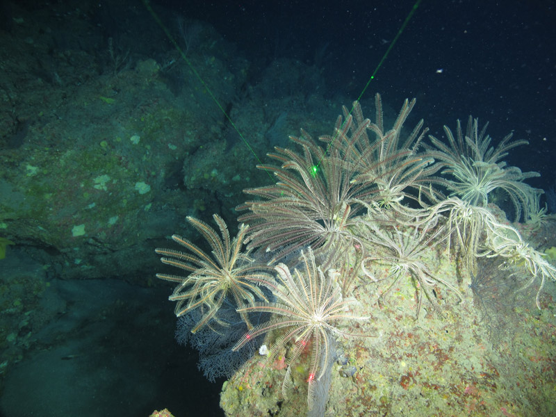 Crinoids were densely distributed on rocky outcrops, such as that pictured here at Elvers Bank during the Exploring the Blue Economy Biotechnology Potential of Deepwater Habitats expedition.
