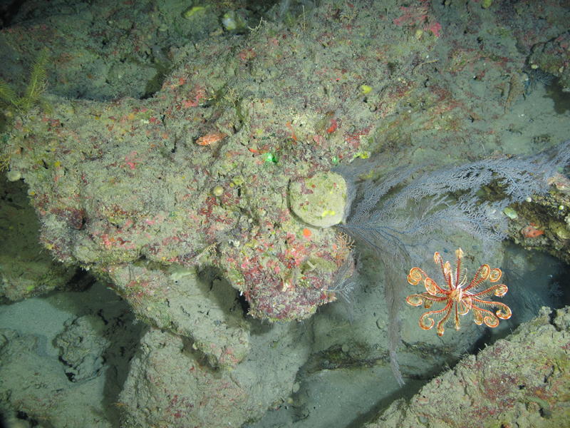 Rugged, eroded rock seen at a depth of 140 meters (460 feet) on Elvers Banks during the Exploring the Blue Economy Biotechnology Potential of Deepwater Habitats expedition was rich in biodiversity. In this image are crinoids, black corals, plate sponges, and a scorpionfish.