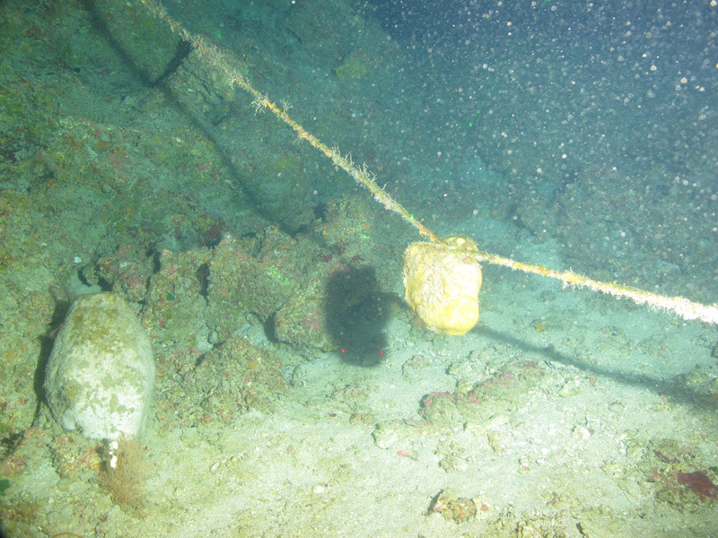 A Geodia sponge growing on a rope made for exciting sample collection during the Exploring the Blue Economy Biotechnology Potential of Deepwater Habitats expedition.