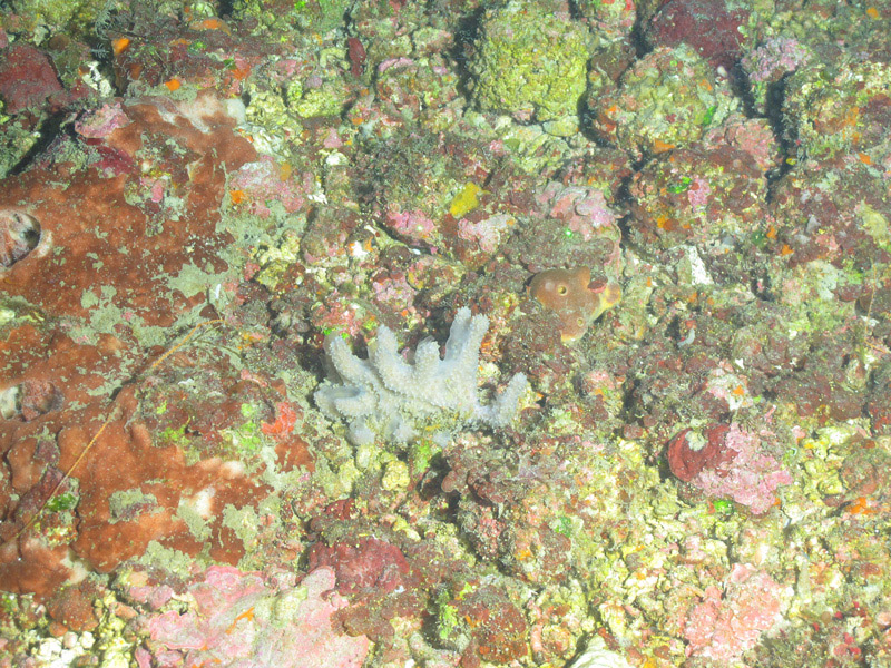 This gray-fingered sponge was fairly common growing amongst the algal nodules, allowing the collection of multiple specimens on the Exploring the Blue Economy Biotechnology Potential of Deepwater Habitats expedition’s first remotely operated vehicle dive.