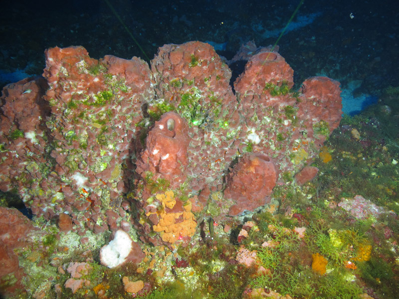 This 1.5-meter (5-foot) sponge, Xestospongia sp. was spotted at McGrail Bank during the Exploring the Blue Economy Biotechnology Potential of Deepwater Habitats expedition.