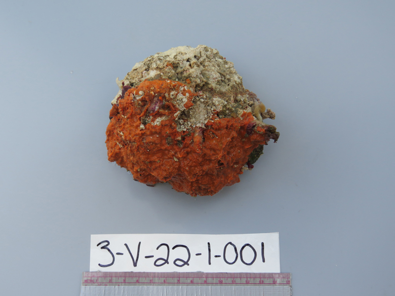Deck photos of each sample reveal details that are valuable when paired with in situ images of each specimen. This orange encrusting sponge on a rock was the first sample collected during the Exploring the Blue Economy Biotechnology Potential of Deepwater Habitats expedition.