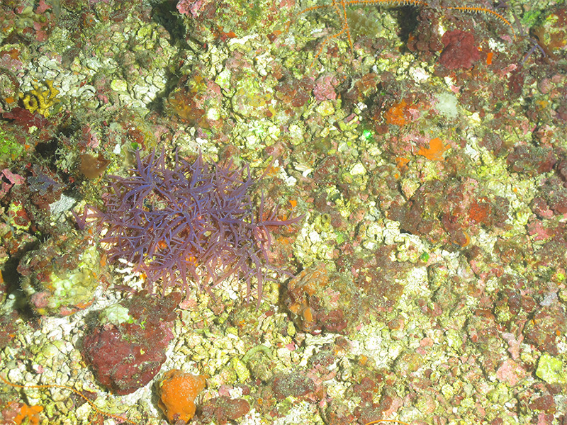 This type of purple algae (Rhodophyta), seen during the Exploring the Blue Economy Biotechnology Potential of Deepwater Habitats expedition, has provided many natural products from previous expeditions.