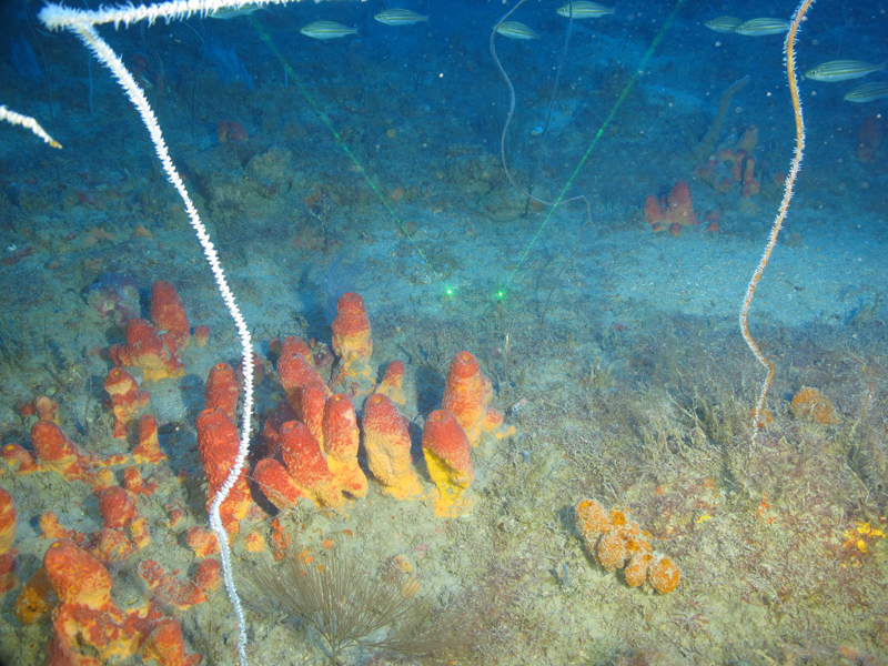 This field of red and orange finger sponges (Verongula sp.) and black wire coral was found at 29 Fathom Bank during an Blue Economy Biotechnology Potential of Deepwater Habitats expedition dive. The two green lasers are 10 centimeters (4 inches) apart to provide scale.