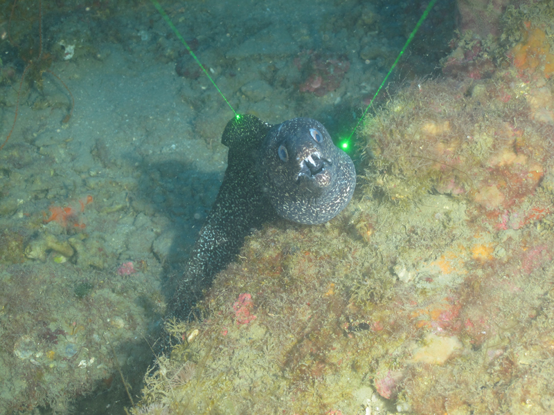 A spotted eel made it clear who was in charge at 29 Fathom Bank! Seen during the Blue Economy Biotechnology Potential of Deepwater Habitats expedition.