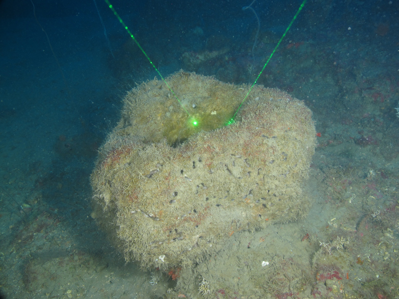 This unidentified sponge was 50 centimeters (20 inches) in diameter and was found at 60 meters (197 feet) depth during the Exploring the Blue Economy Biotechnology Potential of Deepwater Habitats expedition.