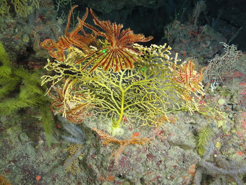 This yellow octocoral fan had a diameter of roughly 35 centimeters (14 inches) and was associated with beautiful, red crinoids. This specimen was found at Elvers Bank during the Exploring the Blue Economy Biotechnology Potential of Deepwater Habitats expedition.