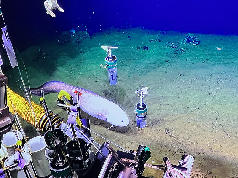 This fish was observed inspecting sediment push-core samples during an Escanaba Trough: Exploring the Seafloor and Oceanic Footprints expedition dive.