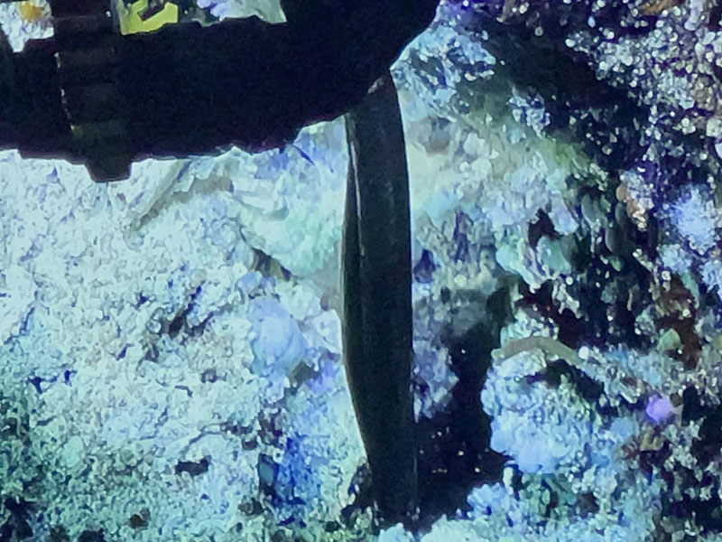 A temperature probe stuck into a hot hydrothermal vent at a depth of 3,219 meters, almost two miles below the surface during the Escanaba Trough: Exploring the Seafloor and Oceanic Footprints expedition.