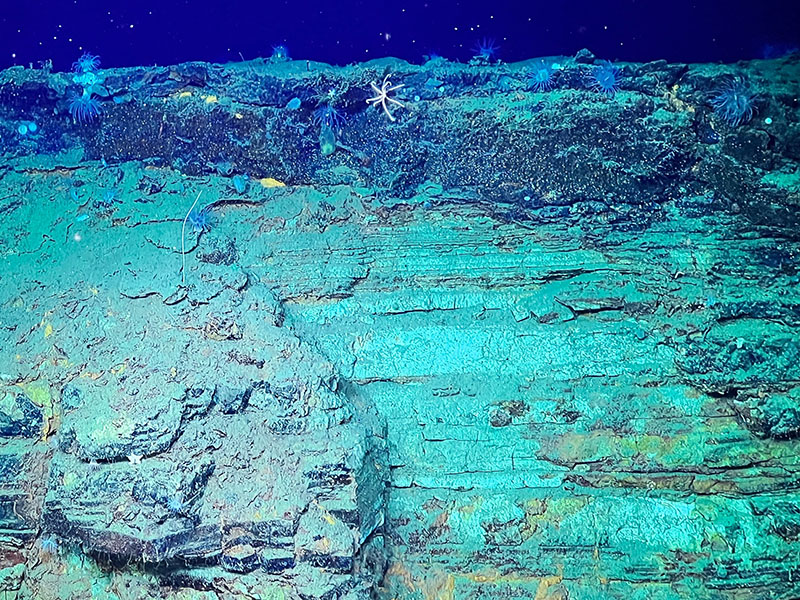 A layer of turbidite beds capped by a layer of iron-rich volcanic rock seen during an Escanaba Trough: Exploring the Seafloor and Oceanic Footprints expedition dive.
