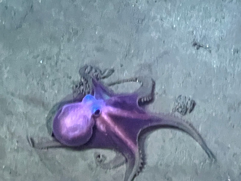 An octopus makes its way across the seafloor during an Escanaba Trough: Exploring the Seafloor and Oceanic Footprints expedition dive.
