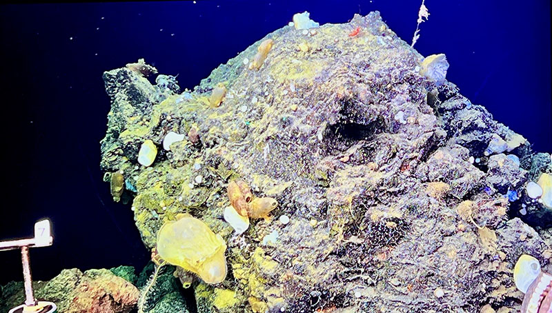 Sponges and other organisms cover an outcrop observed on the northern portion of the Escanaba Trough during the Escanaba Trough: Exploring the Seafloor and Oceanic Footprints expedition.