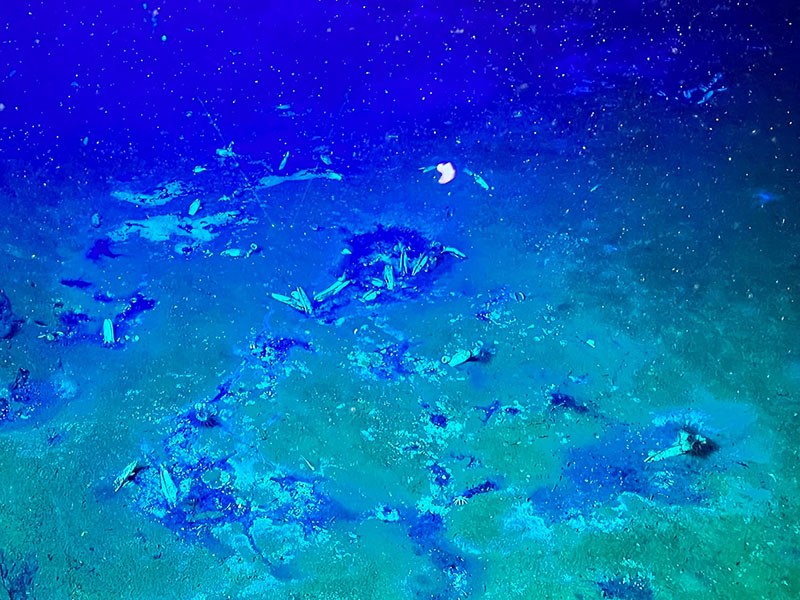 Scientists observed clams living in asphalt patches exploring the seafloor at a site within the southern portion of the Escanaba Trough during the Escanaba Trough: Exploring the Seafloor and Oceanic Footprints expedition.