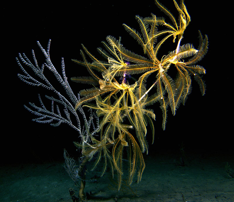 Corals are often used by other animals, such as these comatulid crinoids seen during the Combining Habitat Suitability and Physical Oceanography for Targeted Discovery of New Benthic Communities on the West Florida Slope expedition, to reach into the water column where they can access food.