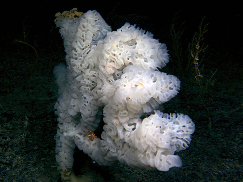 Glass sponges are diverse and abundant components of the deep sea hardbottom habitat and can create complex and beautiful structures.