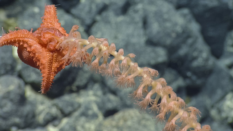 Though they may not appear frightening, many sea stars are predators on the ocean floor, consuming coral polyps and other invertebrates. This sea star (Evoplosoma sp.) was observed predating on a whip coral during a Luʻuaeaahikiikekumu - Ancient Seamounts of Liliʻuokalani Ridge expedition dive.