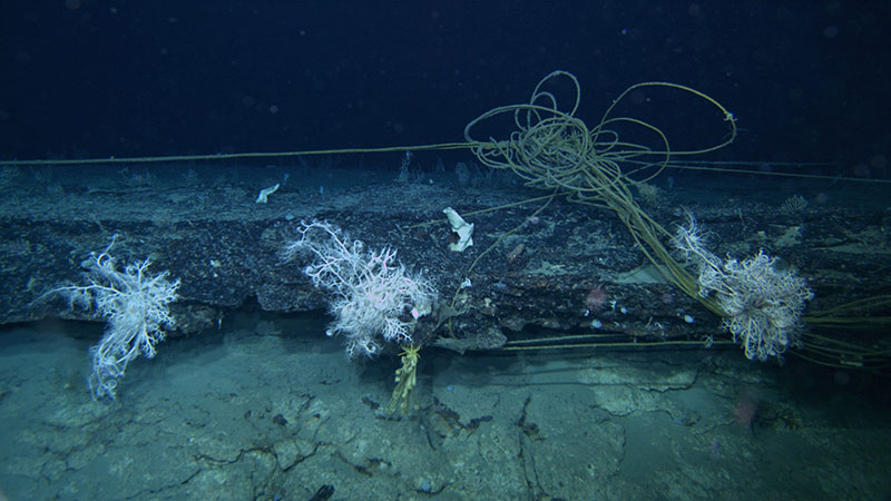 Evidencia de actividad pesquera pasada, vista cerca de varias estrellas canasta y crinoideos. Observada durante la expedición Exploración de la biodiversidad en las aguas profundas de Puerto Rico 2022.