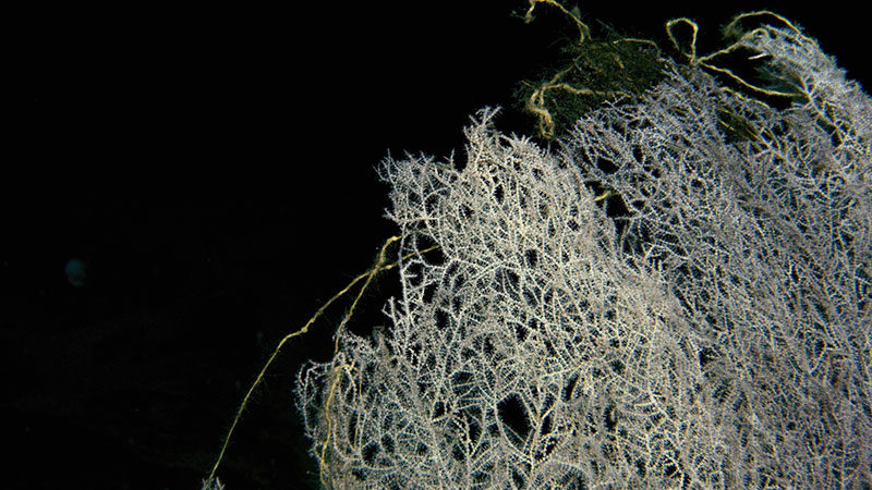 Un coral negro visto durante la expedición Exploración de la biodiversidad en las aguas profundas de Puerto Rico 2022, con evidencia de actividad pesquera.