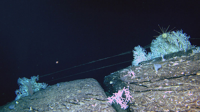 Fishing line visible across stony coral and a pencil urchin. Observed during an Illuminating Biodiversity in Deep Waters of Puerto Rico 2022 expedition dive.