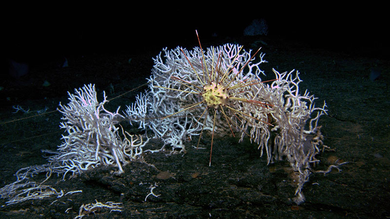 Un erizo de lápiz y corales pétreos vistos durante la expedición Exploración de la biodiversidad en las aguas profundas de Puerto Rico 2022.