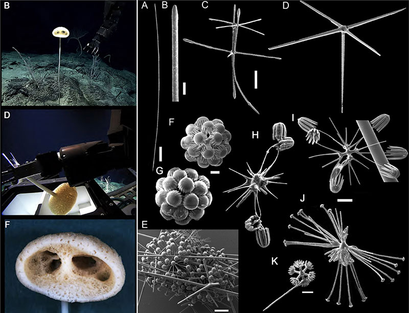 Advhena magnifica, la magnífica esponja alienígena del océano Pacífico. Las imágenes de la izquierda muestran al animal entero siendo recogido por NOAA Ocean Exploration y las imágenes de la derecha son imágenes in situ de espículas (pequeños elementos esqueléticos necesarios para la taxonomía) tomadas por Cristiana Castello-Branco. Descrito en Castello-Branco, C.; Collins, A. G. y Hajdu, E., 2020. Colección de hexactinélidos (filo Porifera) de las profundidades del Atlántico sur y del Pacífico norte: nuevos géneros, nuevas especies y nuevos registros. PeerJ 8:e9431 https://doi.org/10.7717/peerj.9431