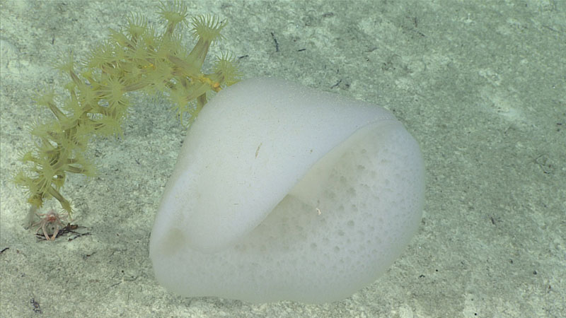 This Hyalonema glass sponge lives on a stalk rising from the soft sediments at about 1,700 meters (5,577 feet) depth in waters north of Puerto Rico. It serves as home to yellow zoantharian anemones, a pink squat lobster, and many other organisms not visible in the image.