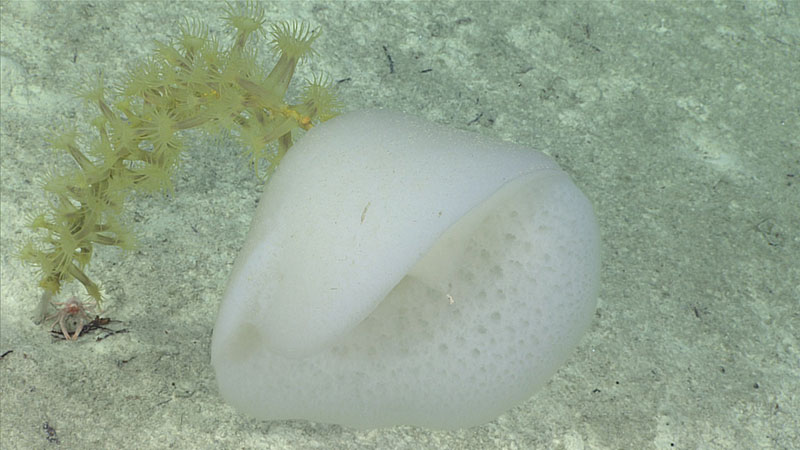 Esta esponja de cristal Hyalonema vive en un tallo que emerge de sedimentos blandos a unos 1700 metros (5577 pies) de profundidad en las aguas del norte de Puerto Rico. En ella habitan anémonas zoantarias amarillas, una langosta rechoncha rosada y muchos otros organismos que no se ven en la imagen.